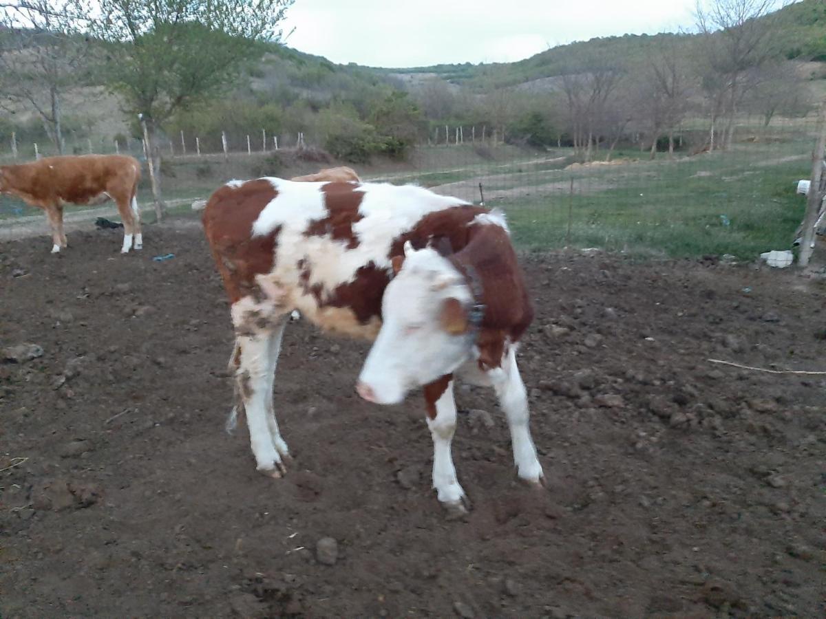 Pensiunea Agroturistica Green Odoba Sătuc Kültér fotó