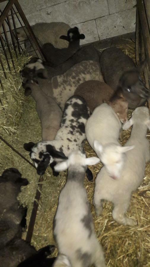 Pensiunea Agroturistica Green Odoba Sătuc Kültér fotó