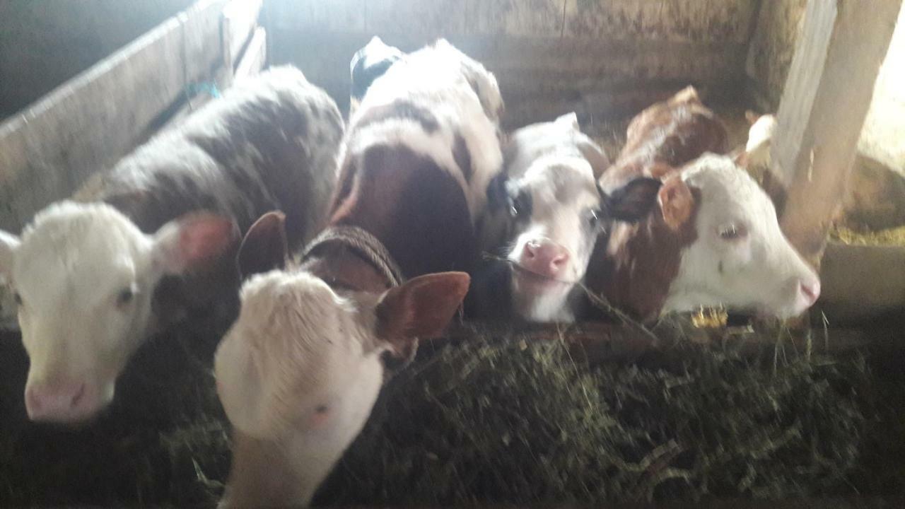 Pensiunea Agroturistica Green Odoba Sătuc Kültér fotó